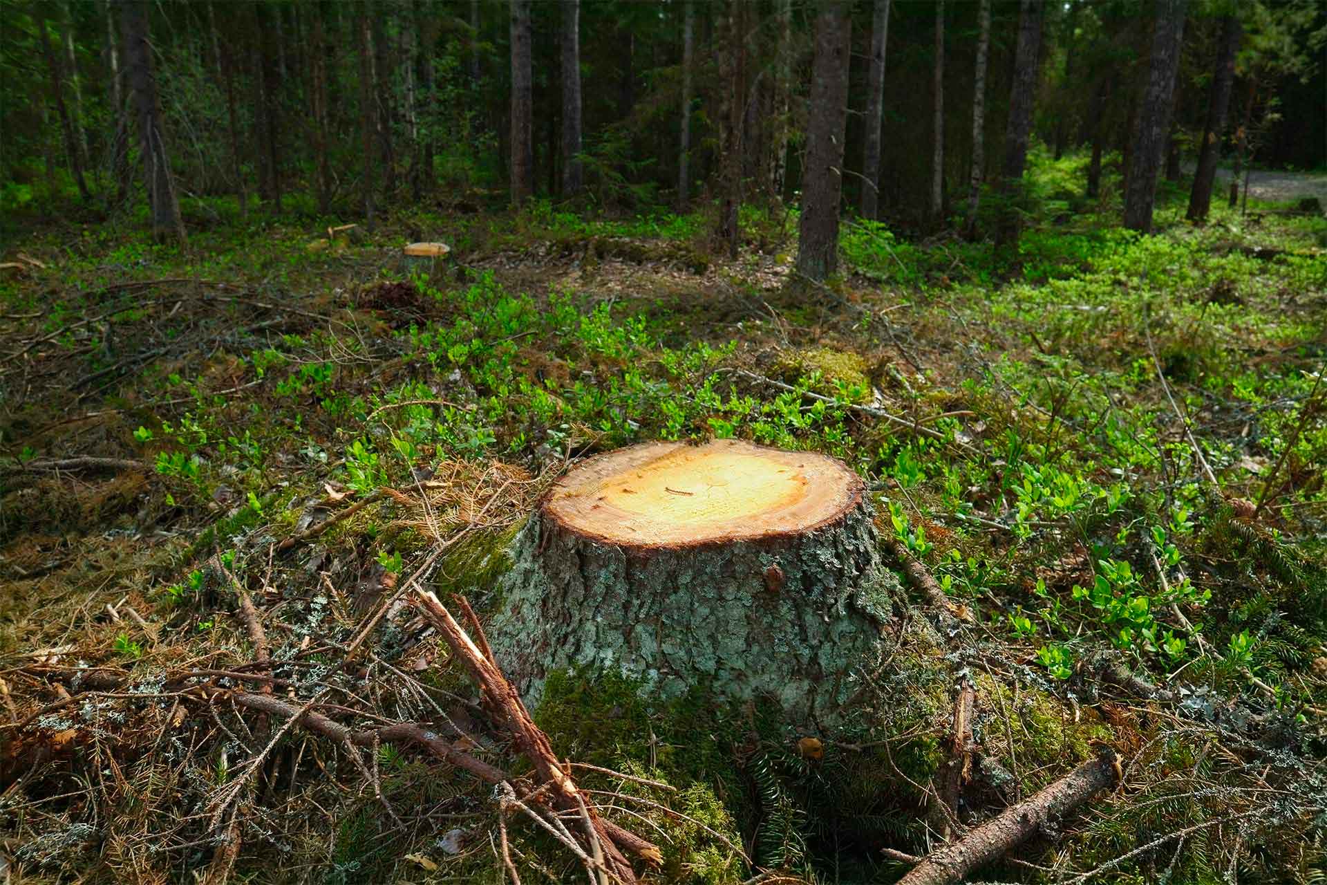 Trestima Oy - Kantokäsittelyn mittaus