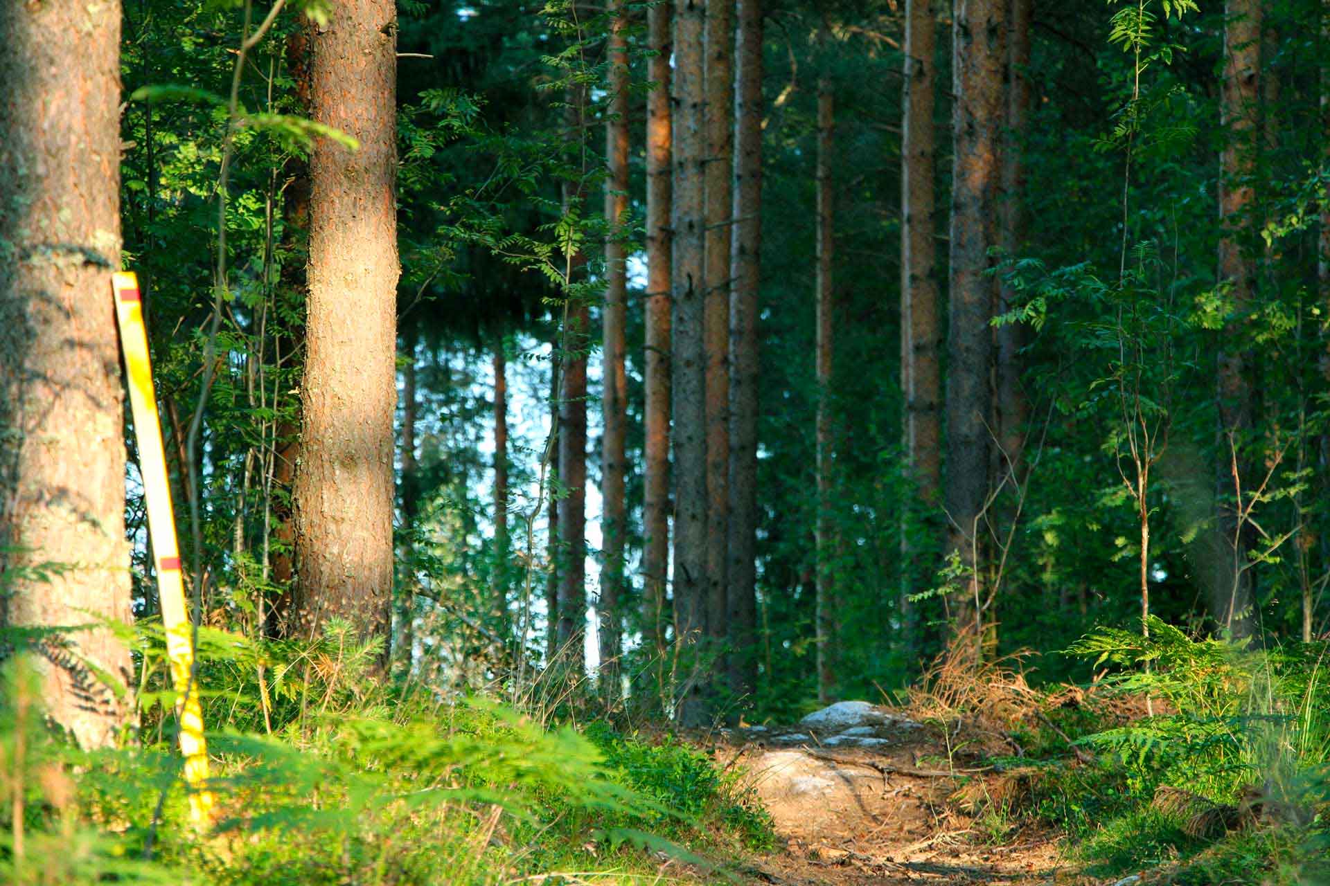 Trestima Oy - Metsänmittausjärjestelmä, metsänsuunnittelijalle ja puunostajalle